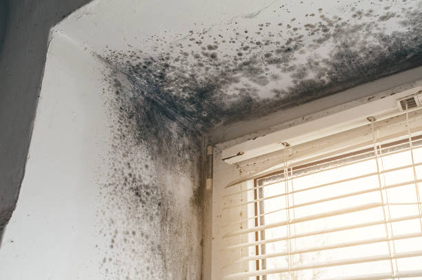 Trusted Mold Removal service in New Providence, NJ - Cheap Mold Removal