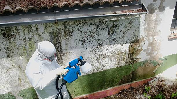 Trusted Attic Mold Removal service in New Providence, NJ - Cheap Mold Removal